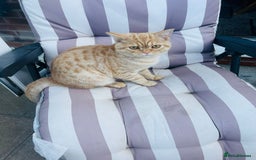 British Shorthair cats for stud: Stud: 1yr Male British Shorthair x Scottish Fold - Image 4