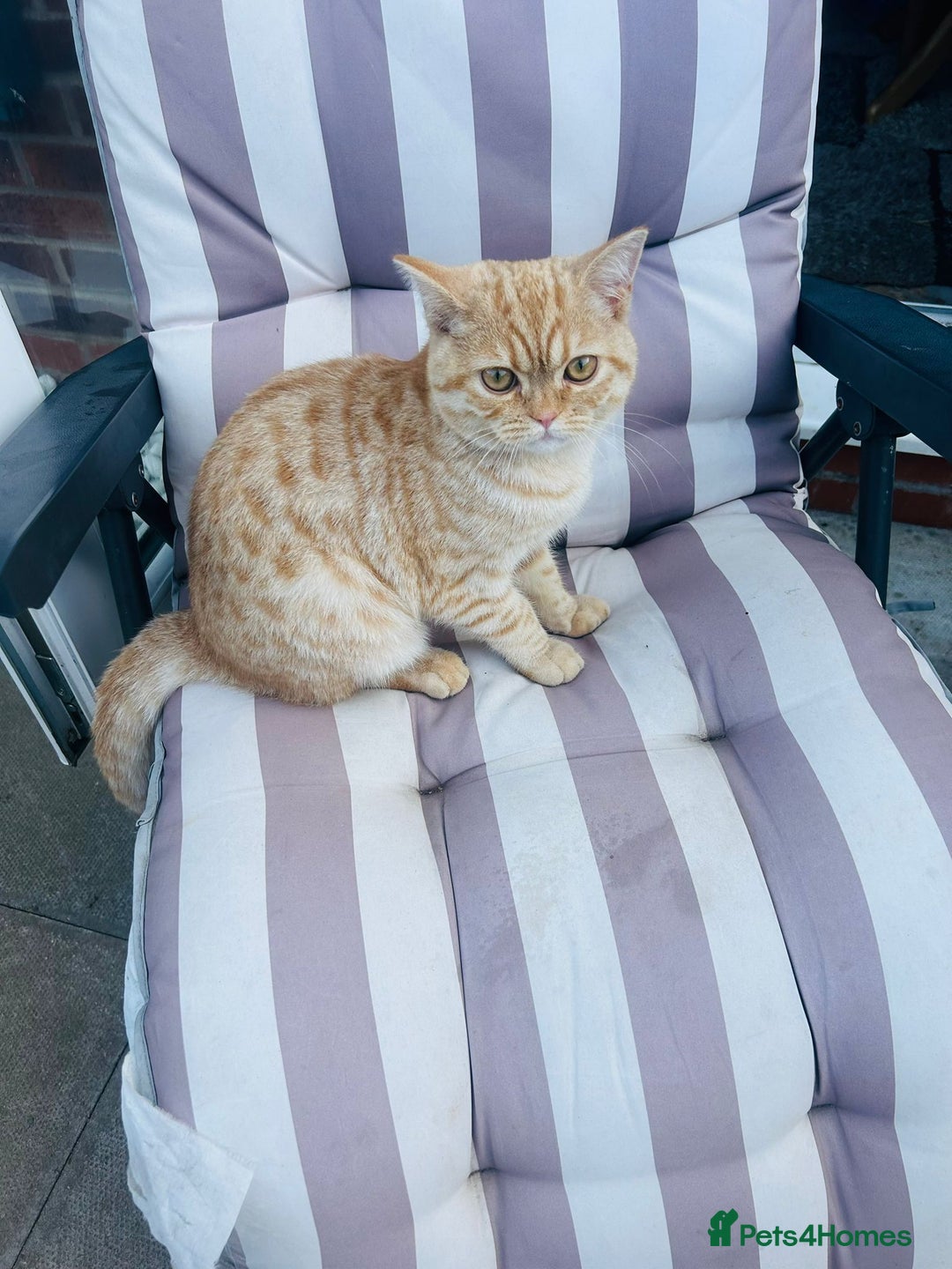 British Shorthair cats for stud: Stud: 1yr Male British Shorthair x Scottish Fold - Image 4