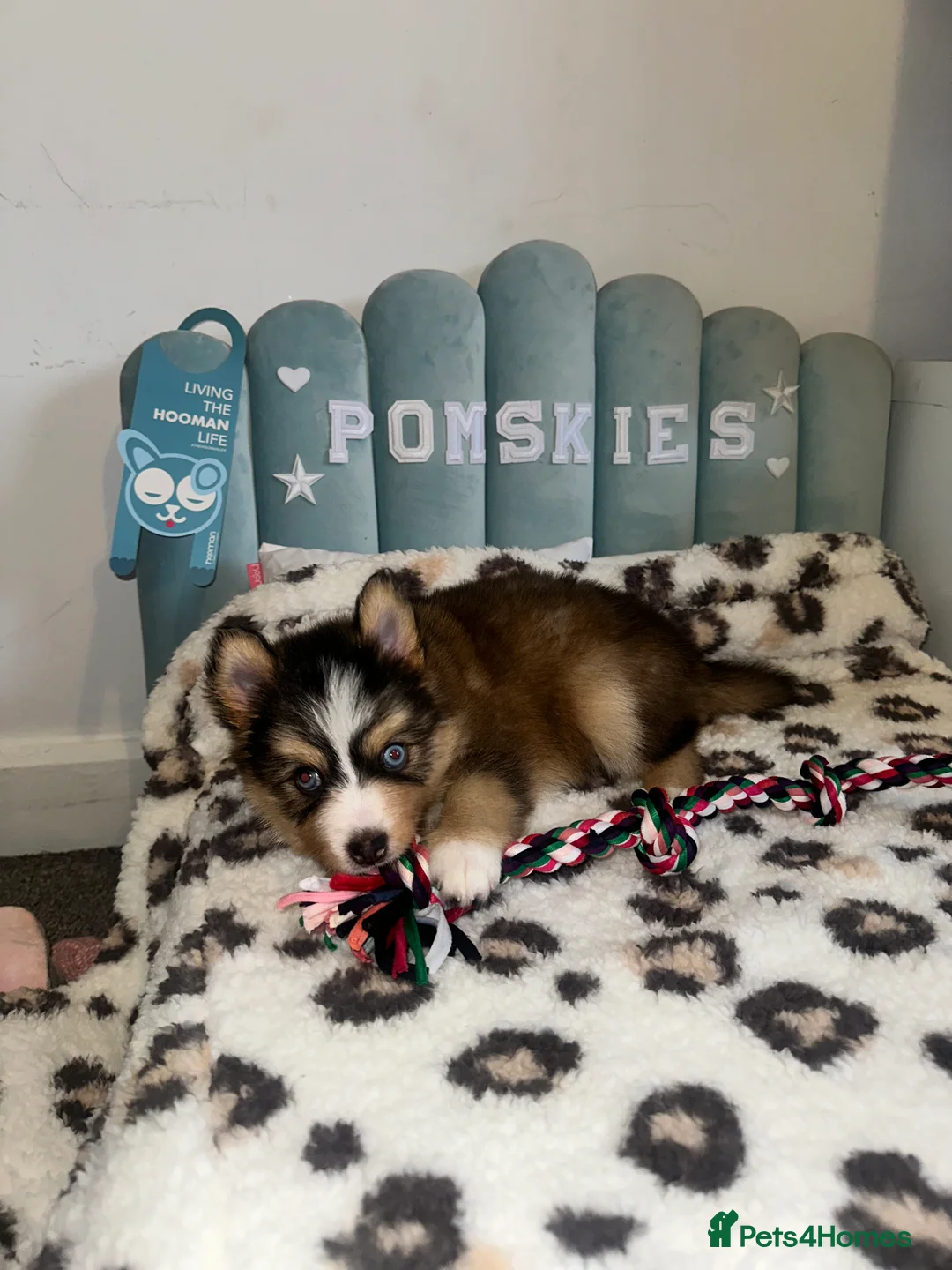 Pomsky dogs for sale: Skye and Sahara  - Advert 16