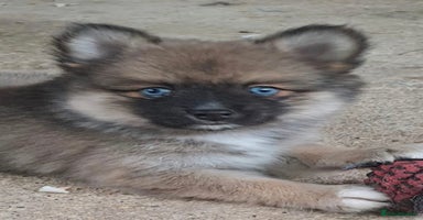 Pomsky dogs - Advert 1