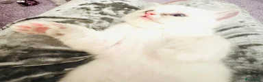 Ragdoll Kitten 3