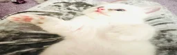 Ragdoll cats for sale: GCCF BEAUTIFUL RAGDOLL KITTENS  - Advert 35