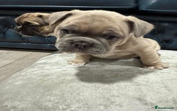 French Bulldog dogs for sale: 🌟 Adorable French Bulldog Puppies - Image 8
