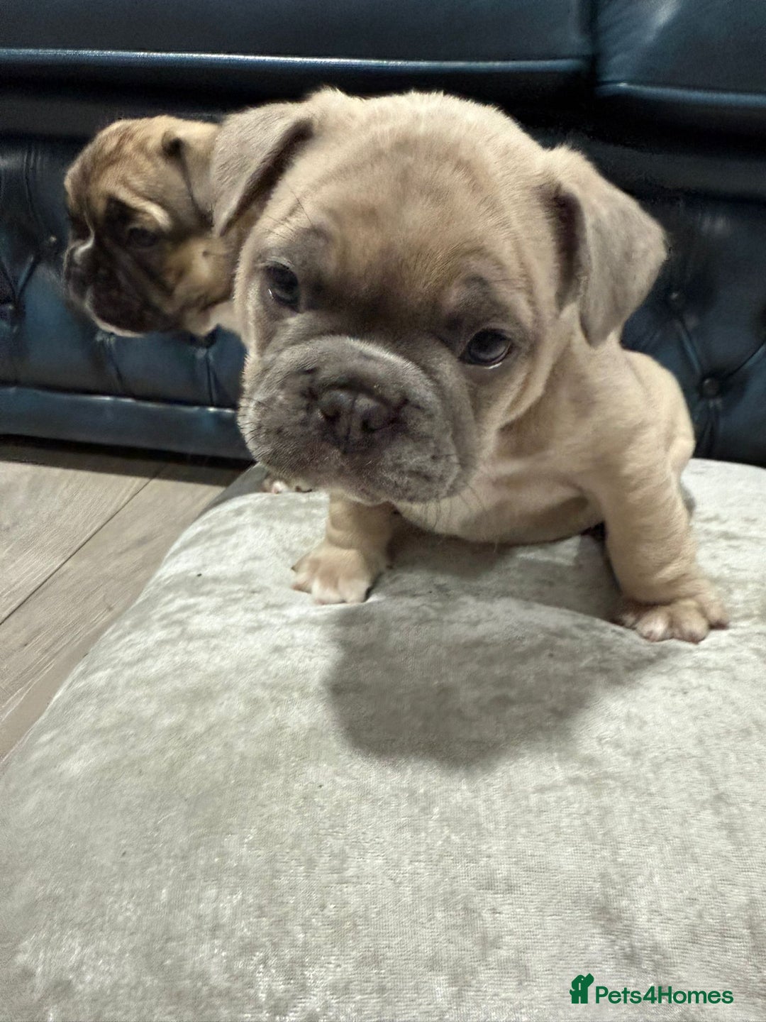 French Bulldog dogs for sale: 🌟 Adorable French Bulldog Puppies - Image 8