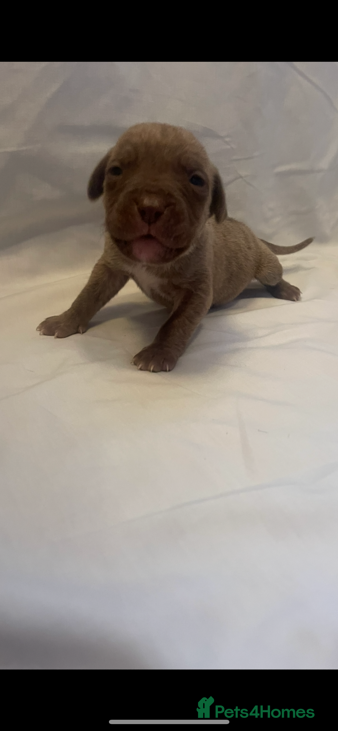 Mixed Breed dogs for sale: Cane Corso X mastiff - Image 6