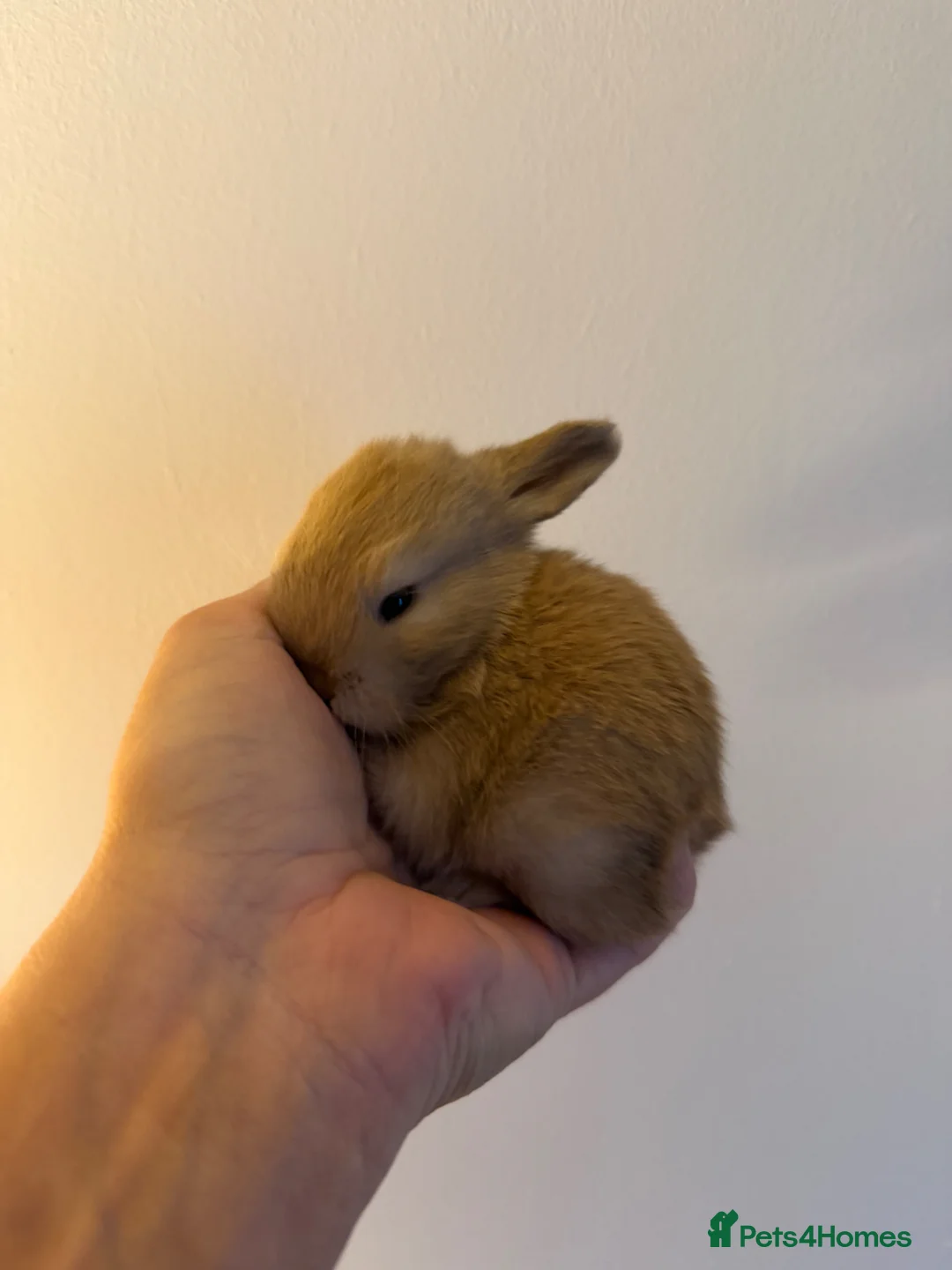 Angora rabbits for sale: Full Face English angoras avail to reserve - Advert 13