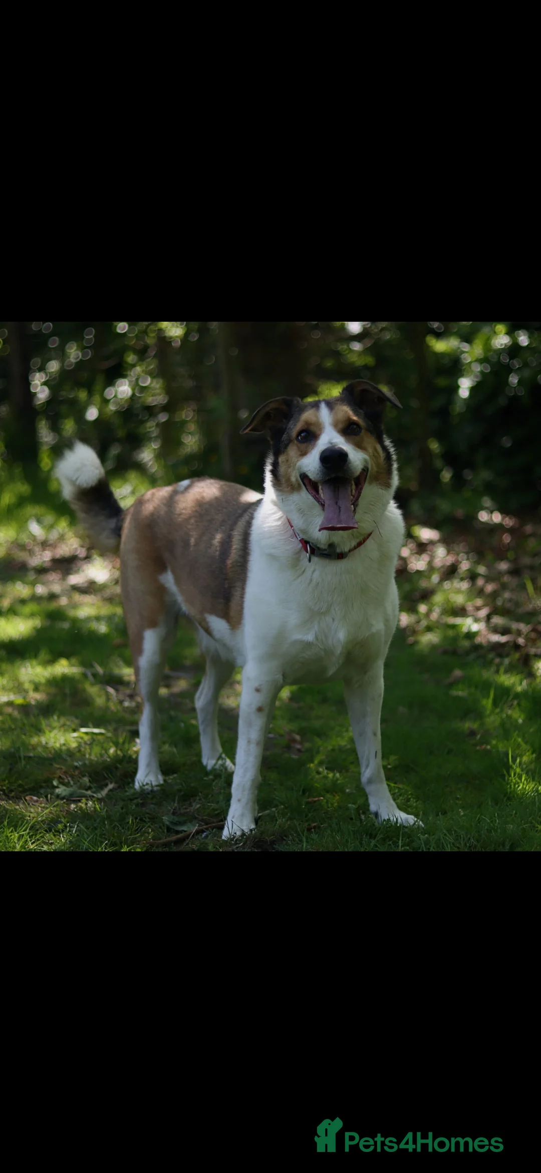 Mixed Breed dogs for sale: 7 year old Welsh Border Collie in Newtown - Advert 2