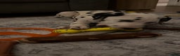 Dalmatian dogs for sale: Male KC Registered Dalmatian Puppy - Advert 7