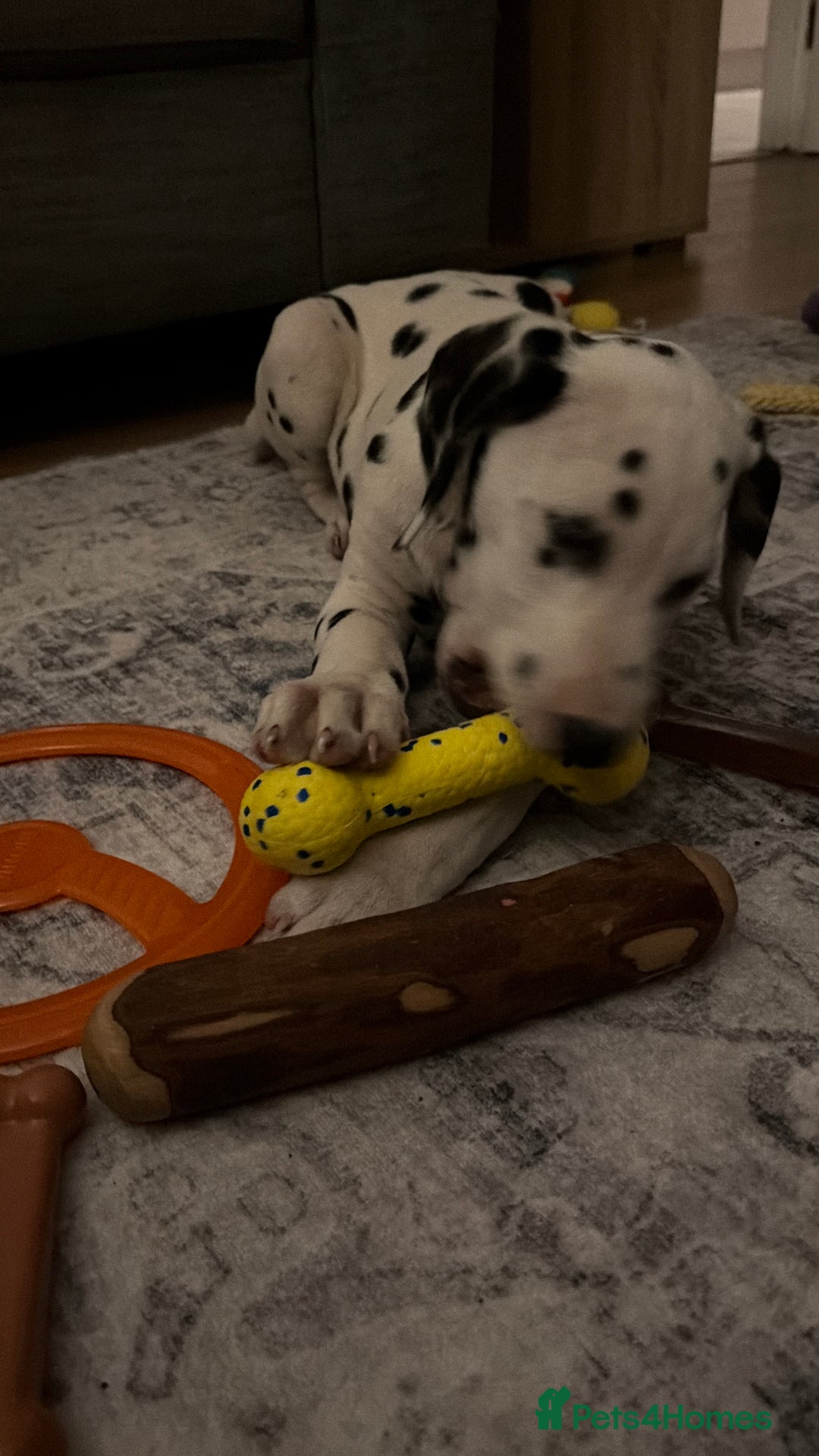 Dalmatian dogs for sale: Male KC Registered Dalmatian Puppy - Advert 7