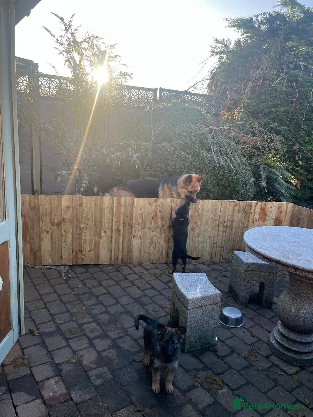 German Shepherd dogs for sale: German shepherd pups - Advert 3