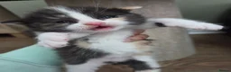 Mixed Breed cats for sale: 🐱 Bshxpersian cute kittens 🥰 - Advert 2