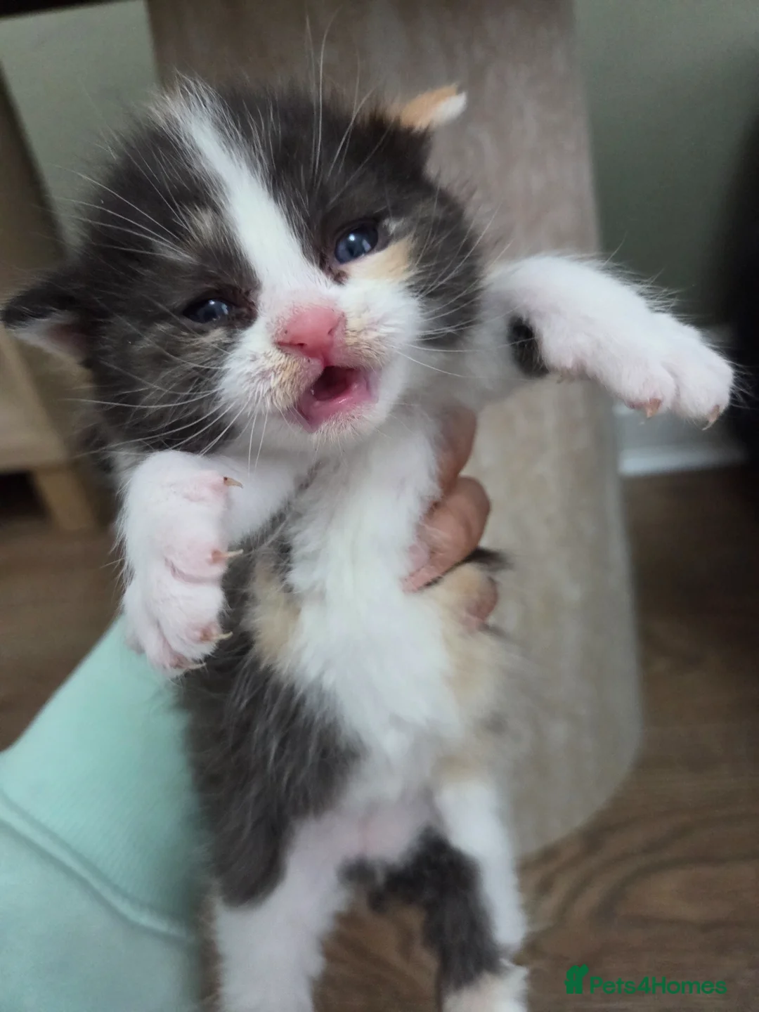 Mixed Breed cats for sale: 🐱 Bshxpersian cute kittens 🥰 - Advert 2