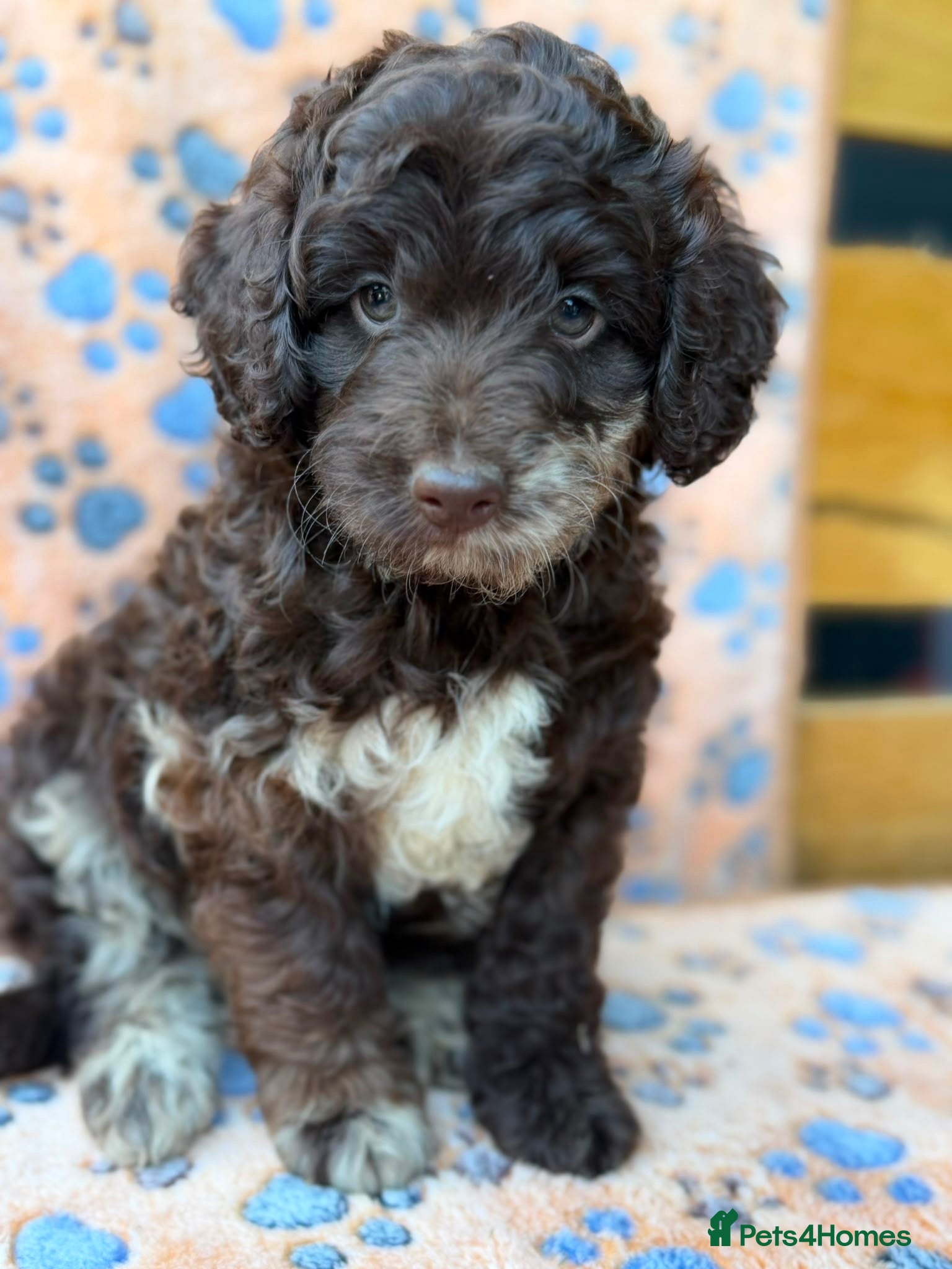 Cockapoo dogs Gorgeous F1B Cockapoo Puppies 🐾 - Advert 2