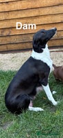 Mixed Breed dogs - Advert 8