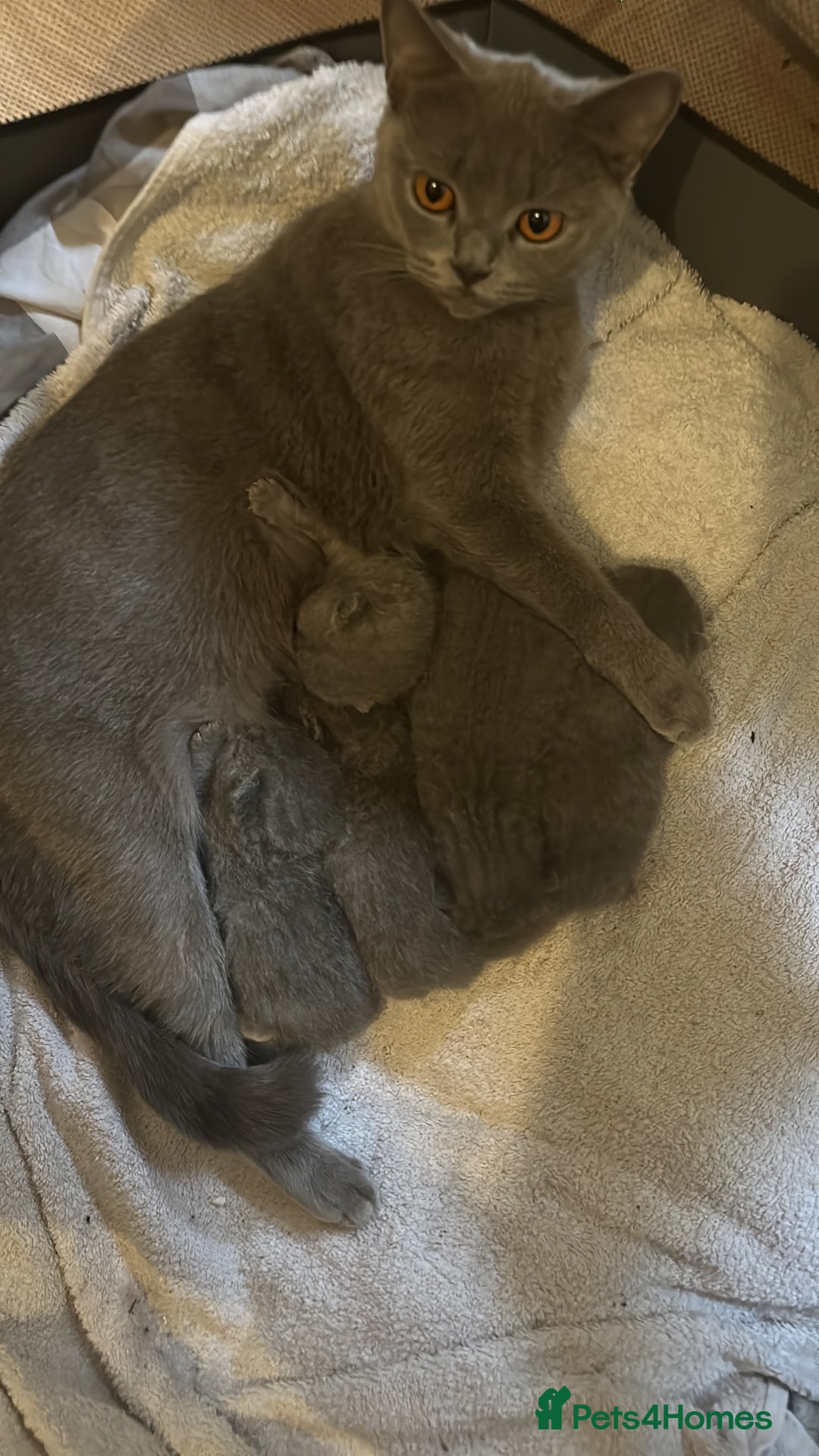 British Shorthair cats for stud: Pure British Shorthair boy for stud  - Advert 7