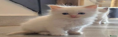 Ragdoll Kitten 1