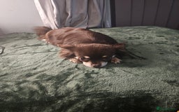 Chihuahua dogs for sale: Long hair tri chocolate apple head chihuahuas  - Advert 11