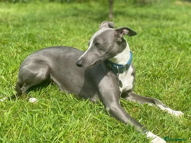 Whippet dogs Outstanding Litter KC Reg Pedigree Whippet Puppies - Advert 2