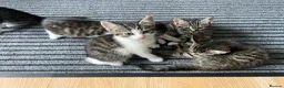 Domestic Shorthair cats for sale: 5 beautiful tabby kittens 8 weeks old  - Advert 2
