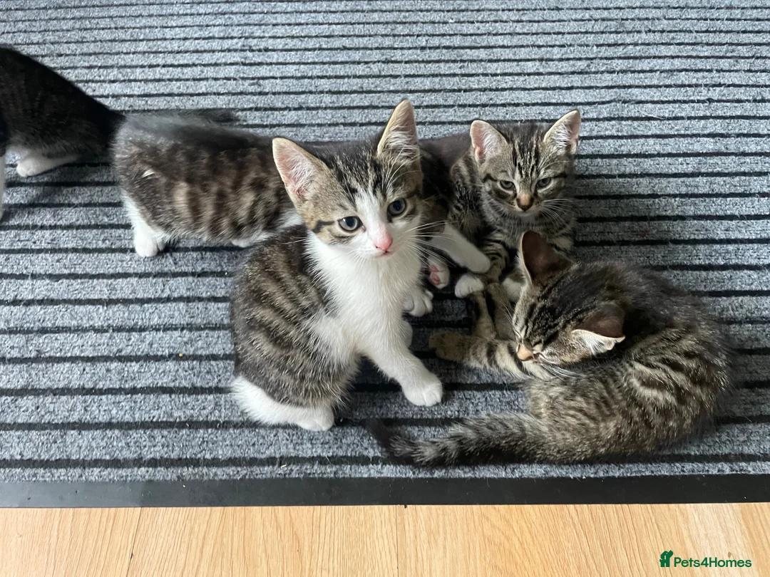 Domestic Shorthair cats for sale: 5 beautiful tabby kittens 8 weeks old  - Advert 2
