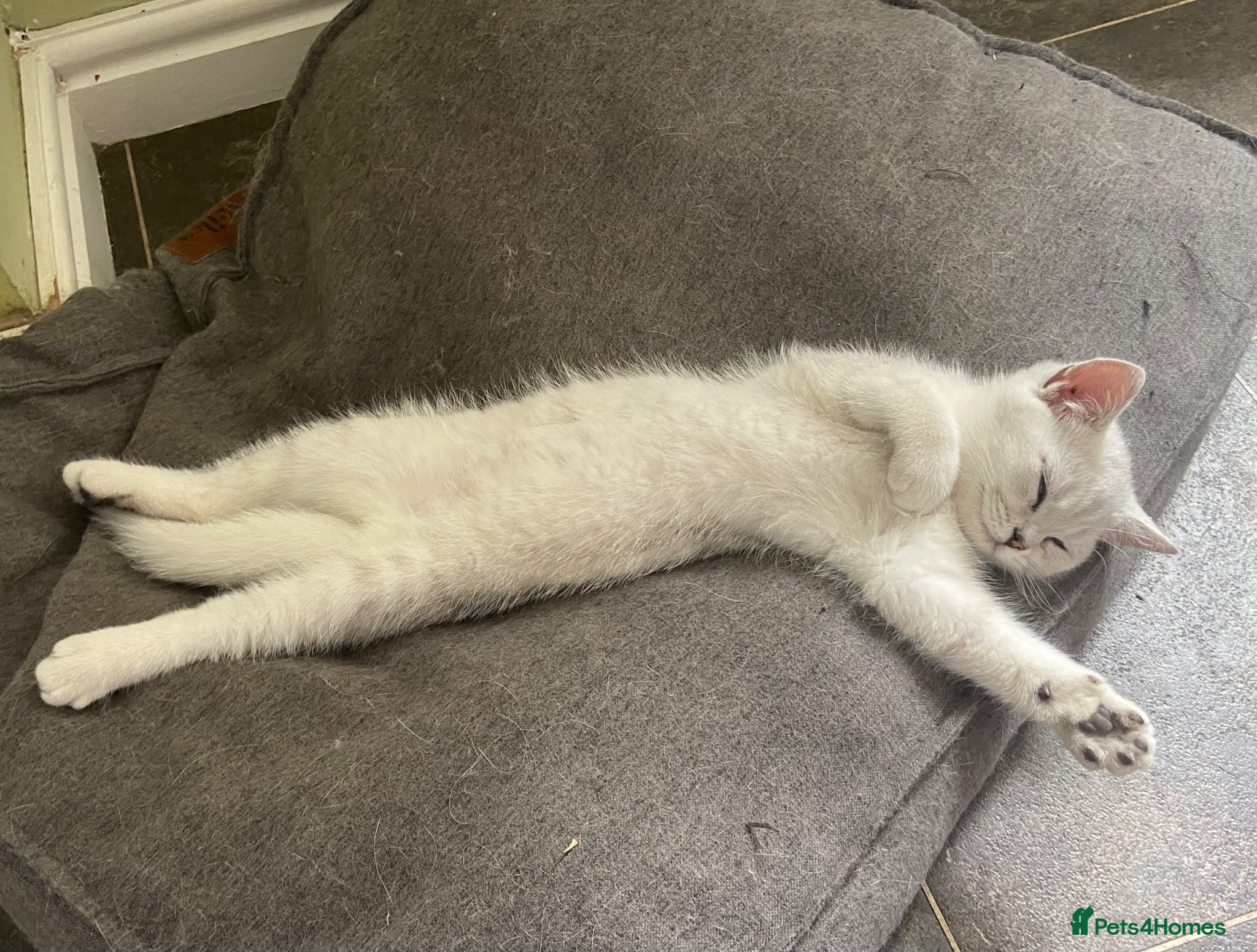 British Shorthair cats Beautiful TICA Reg BSH Silver Shaded Point boy - Advert 16