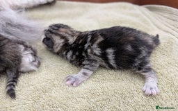Selkirk Rex cats for sale:   💜 Selkirk Rex Kittens Ready 25th November 💜 - Image 5