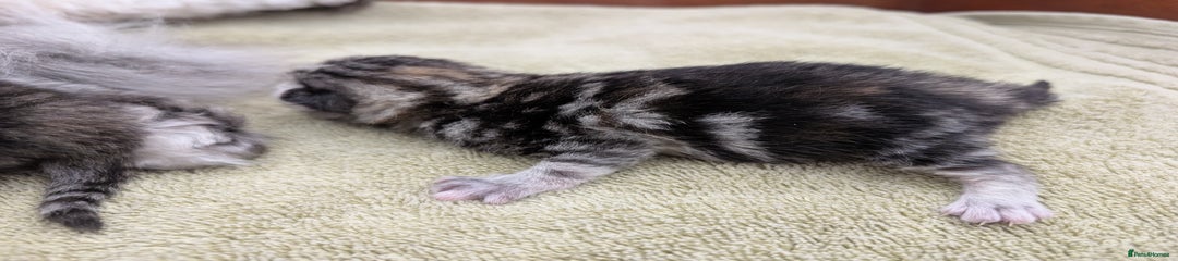 Selkirk Rex Kitten 5