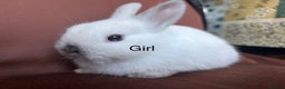 Mixed Breed rabbits for sale: Baby buns for sale - Advert 1