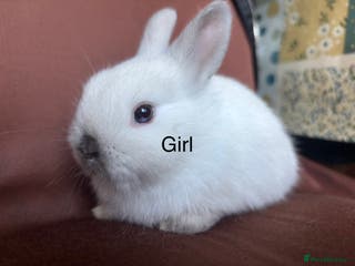 Mixed Breed rabbits Baby buns for sale - Advert 15