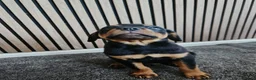 Rottweiler dogs for sale: Exceptional Rottweiler Pups- ONE GIRL LEFT. - Advert 5
