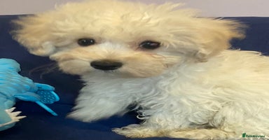 Mixed Breed dogs - Advert 7