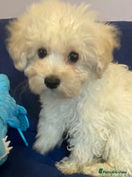 Mixed Breed dogs - Advert 7