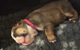 English Bulldog dogs for sale: Traditional English Bulldog Puppies  - Image 7