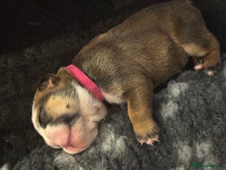 English Bulldog Puppy 5
