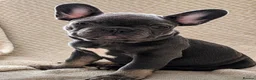 French Bulldog dogs for sale: Gorgeous french bulldog puppies  - Advert 8