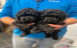 Toy Poodle dogs for sale: PEDIGREE TOY POODLES PRA CLEAR  - Advert 17