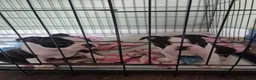 Boston Terrier dogs for sale: X2 Stunning Male Boston Terrier Puppies  in Newcastle upon Tyne - Advert 8
