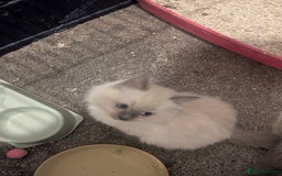 Ragdoll cats for sale: Colour point kittens - Image 4