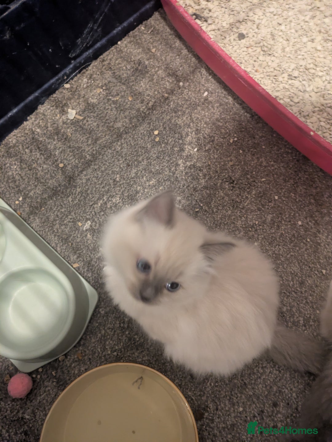 Ragdoll cats for sale: Colour point kittens - Image 4