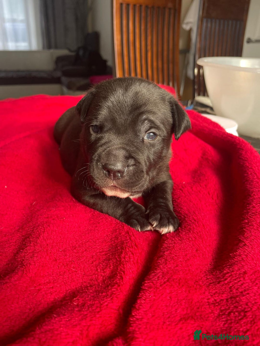 Staffordshire Bull Terrier dogs for sale: Mariusz  - Image 9