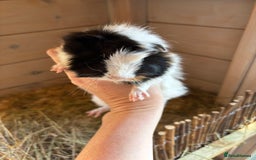 Guinea Pig rodents for sale: 8 week old and 10month old boys - Image 4