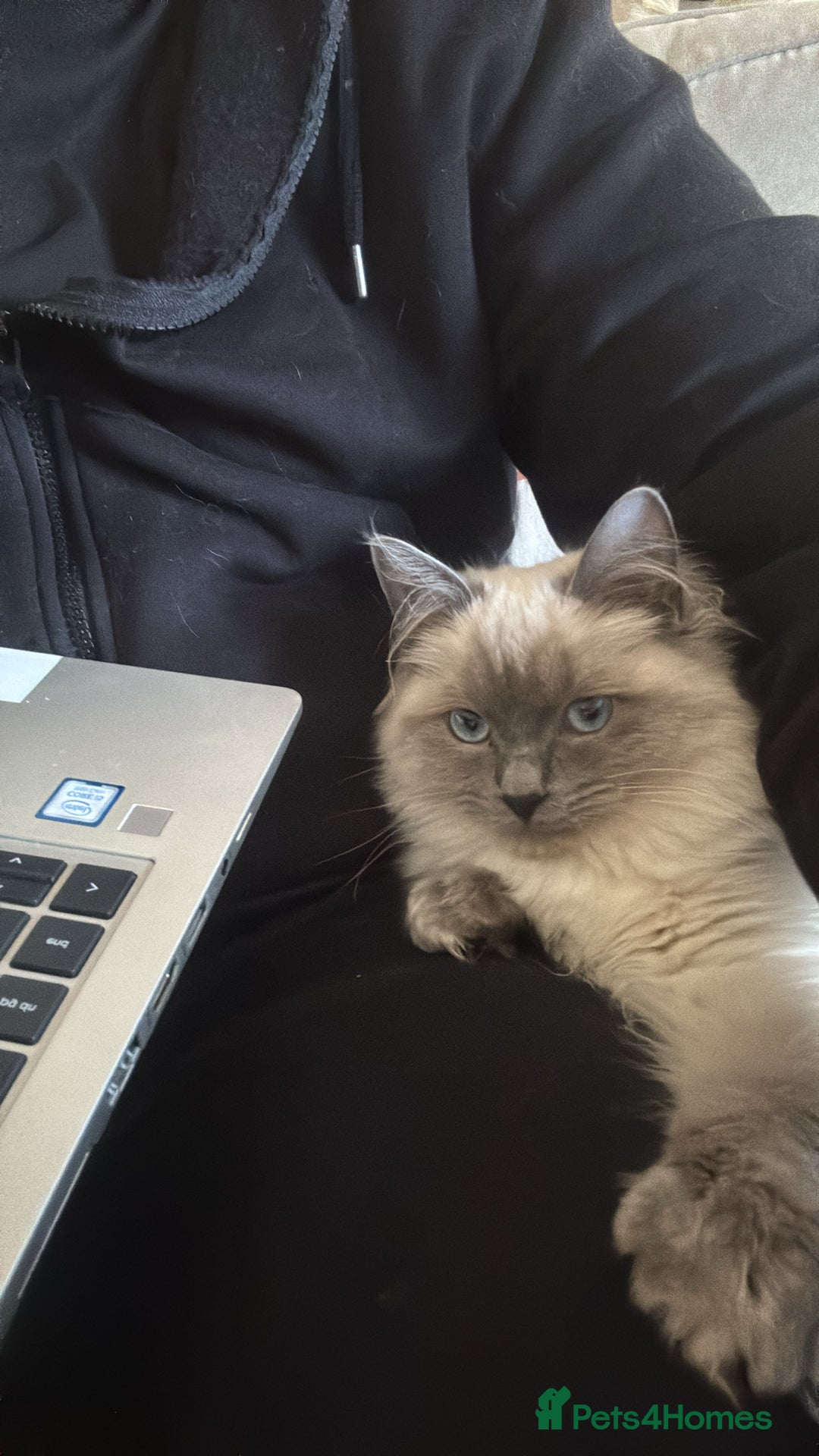 Ragdoll cats for sale: 11 Month Male Ragdoll (Intact) - Image 4