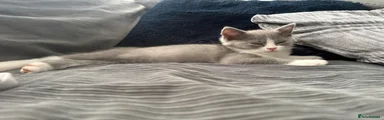 British Shorthair 1