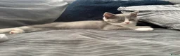 British Shorthair cats for sale: BSH kittens  - Advert 11