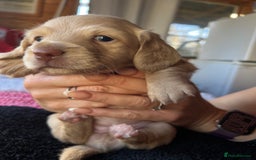 Dachshund dogs for sale:  Cream long haired miniature Dachshund - Image 13