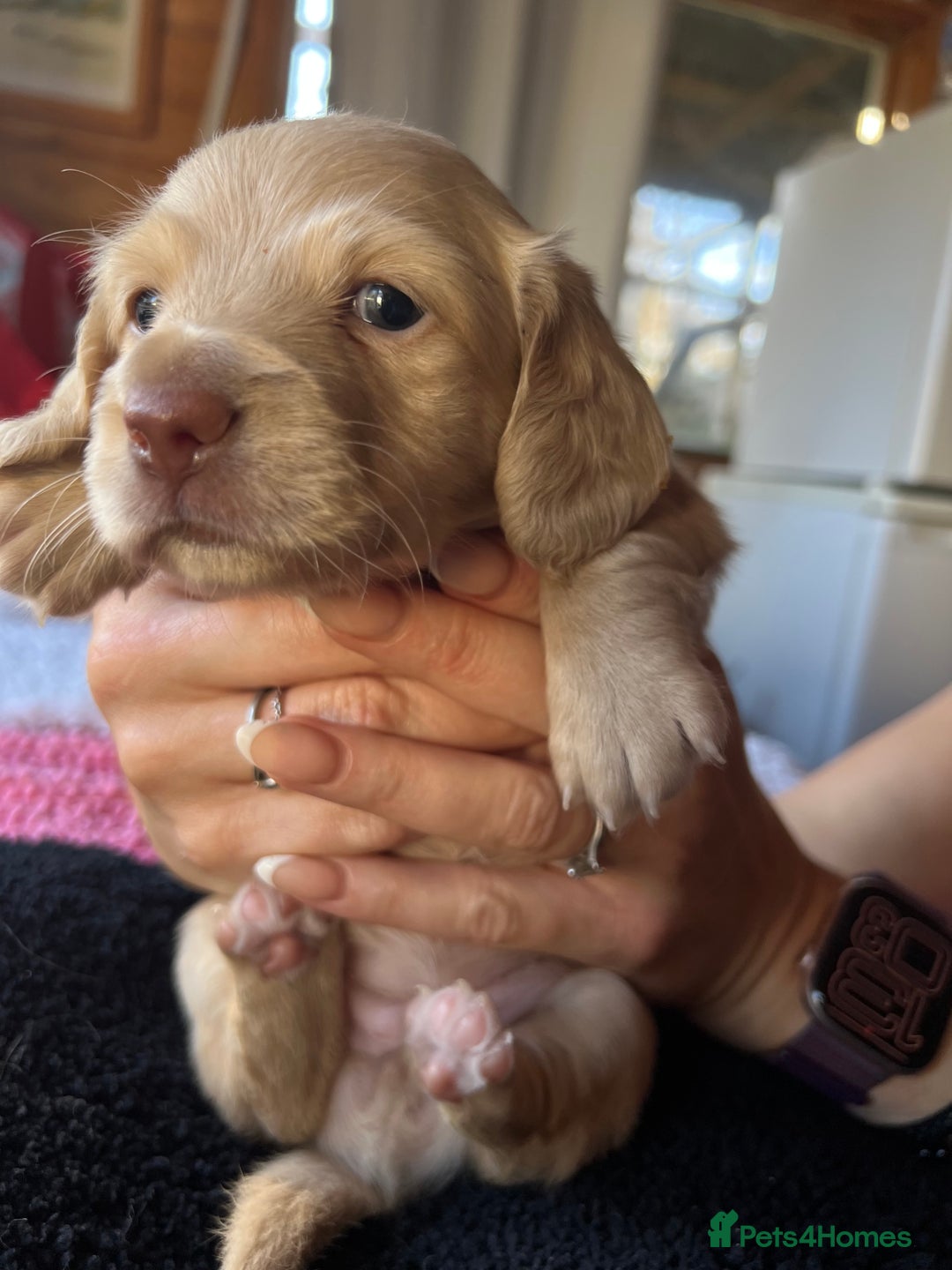 Dachshund dogs for sale:  Cream long haired miniature Dachshund - Image 13