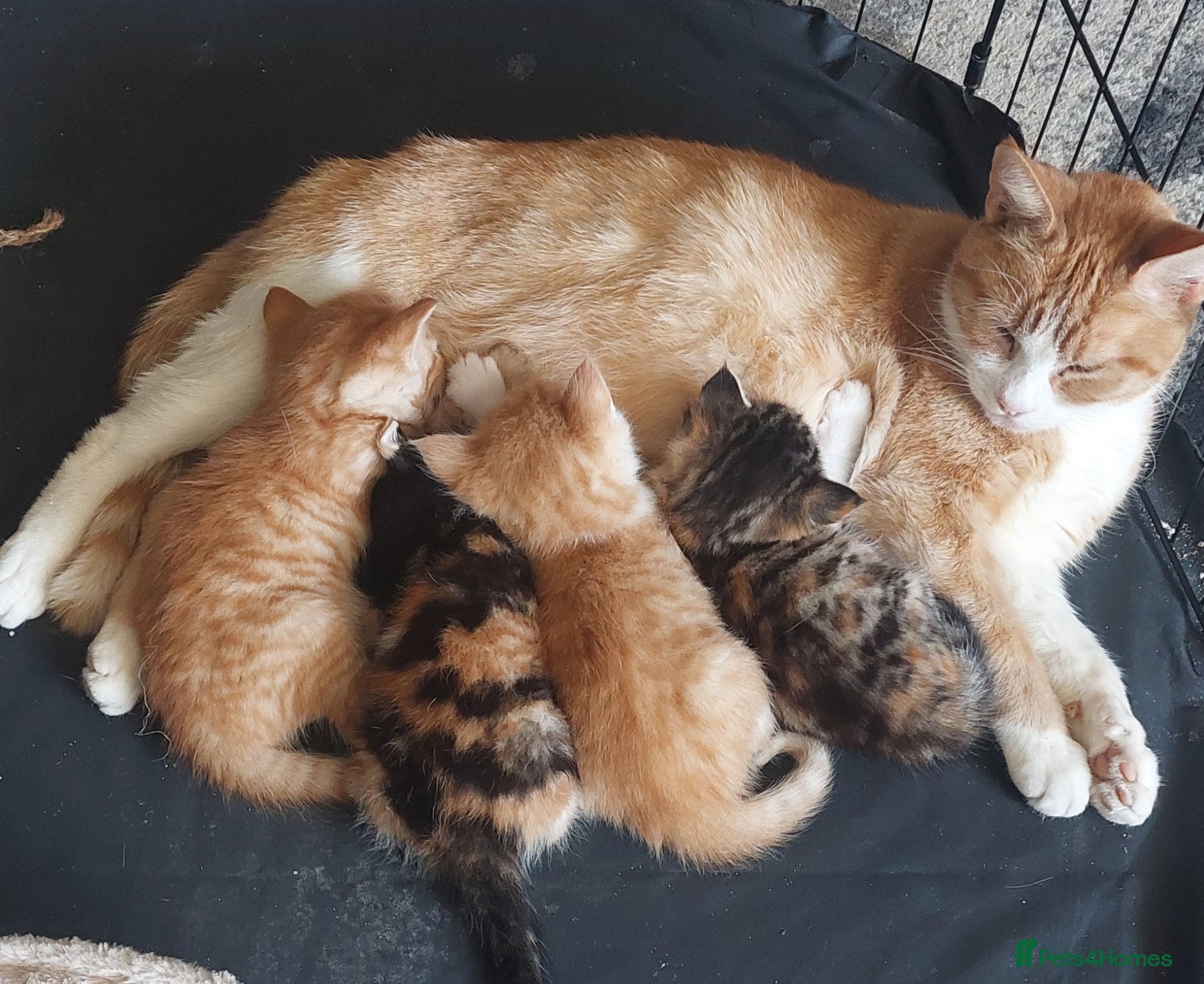 Mixed Breed cats 4 kittens (8 weeks old) - Advert 2