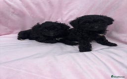 Cavapoo dogs for sale: Ready now Cavapoo puppies for sale  - Image 19