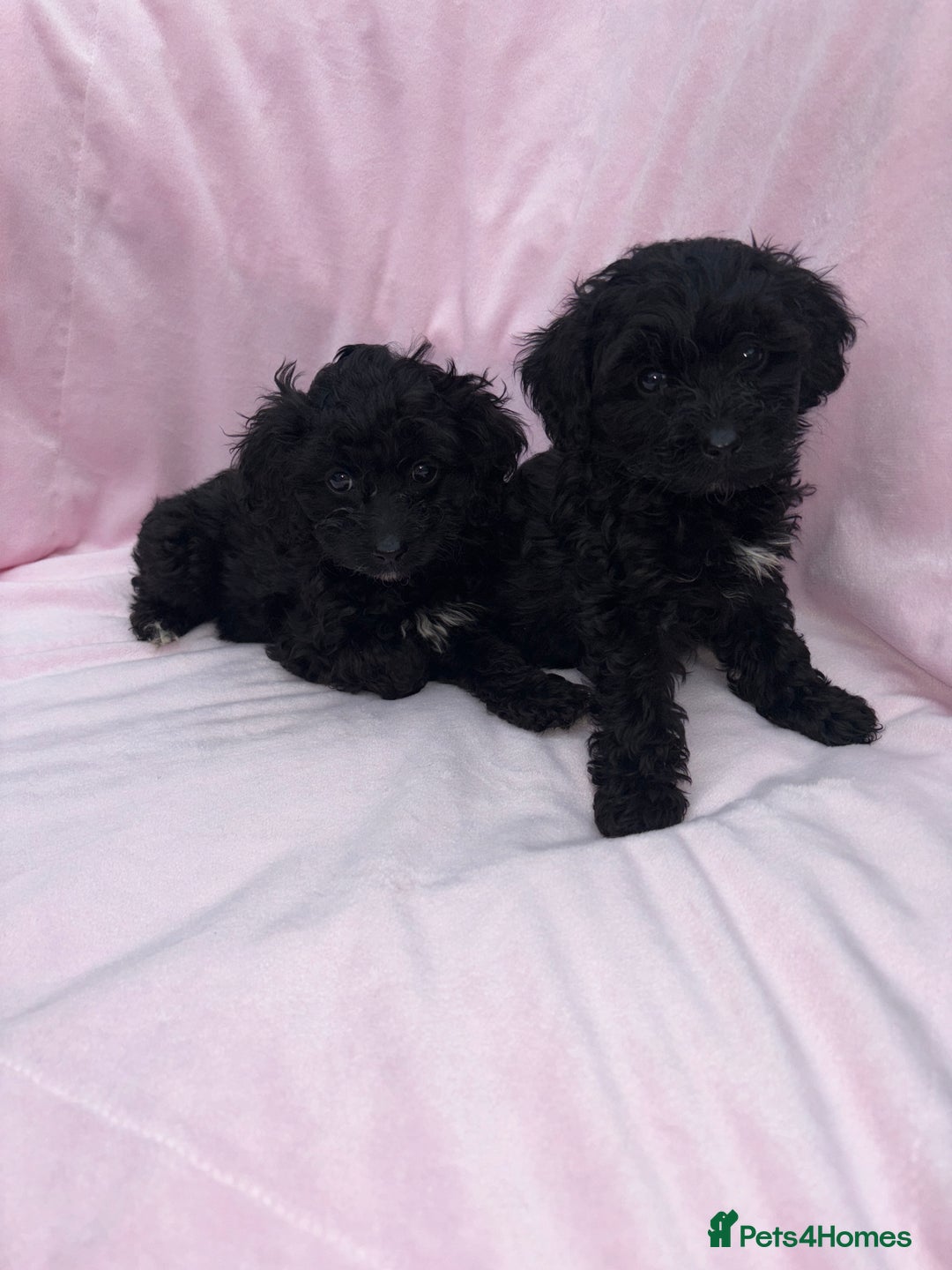 Cavapoo dogs for sale: Ready now Cavapoo puppies for sale  - Image 19