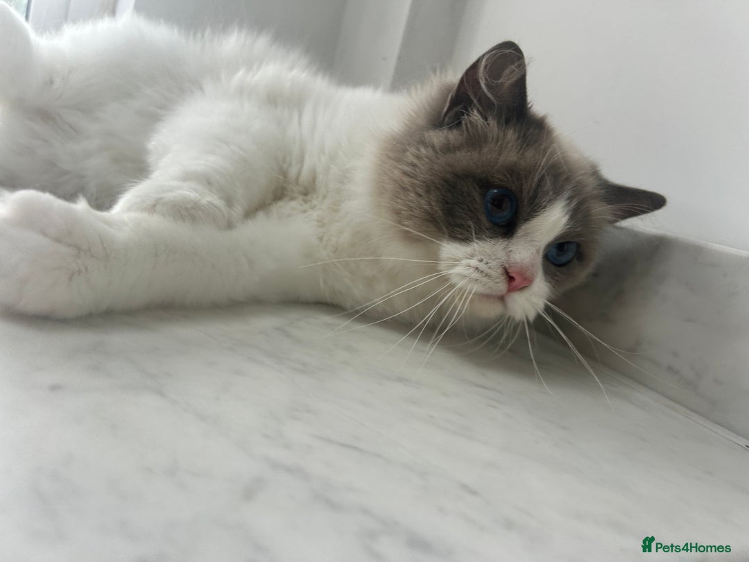 Ragdoll cats for sale: Beautiful Ragdolls Available. - Image 12